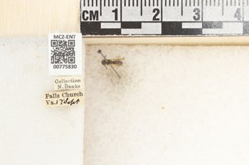 Media type: image;   Entomology 775830 Aspect: Labels